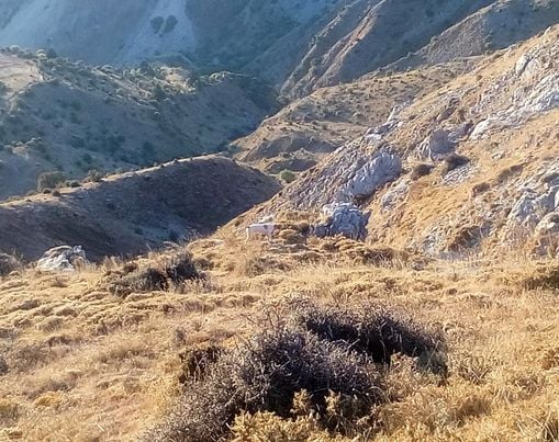 Οι αγώνες πρακτικού κυνηγιού και οι θηλυκιές σκύλες Οι αγώνες πρακτικού κυνηγιού και οι θηλυκιές σκύλες
