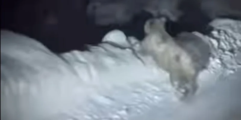 Γρεβενά: Αρκούδα «έκοβε» βόλτες κοντά στο χιονοδρομικό κέντρο Βασιλίτσας...VIDEO