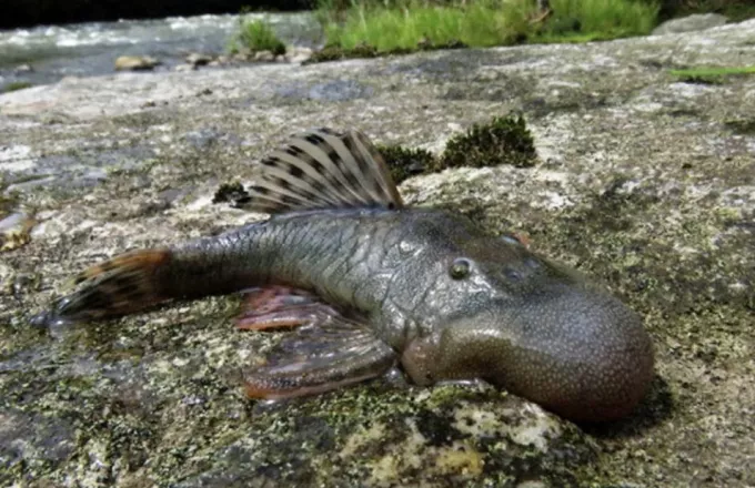 Αμαζόνιος: Ερευνητές ανακάλυψαν τουλάχιστον 27 νέα είδη ζώων - Ανάμεσά τους ένα υδρόβιο ποντίκι