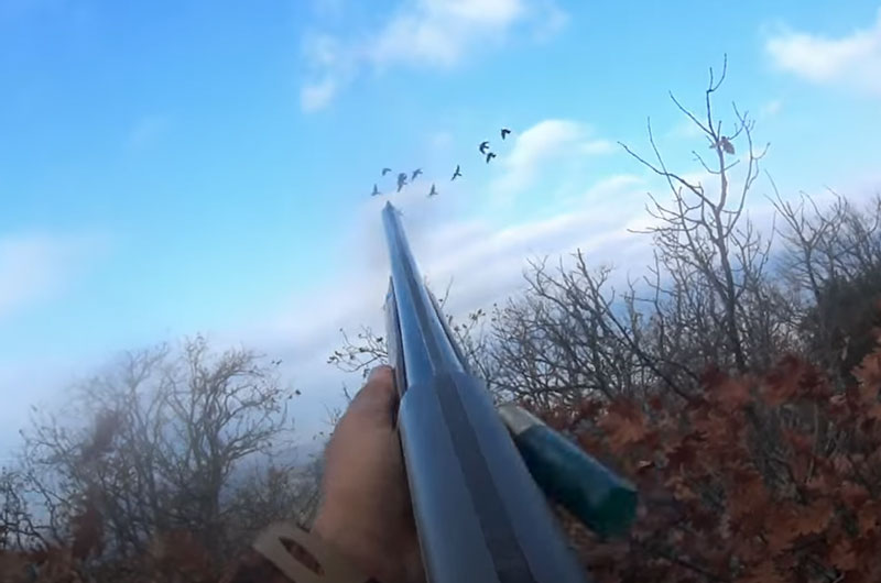 Εντυπωσιακές τουφεκιές σε κυνήγια φάσσας στη Θεσσαλία ....VIDEO