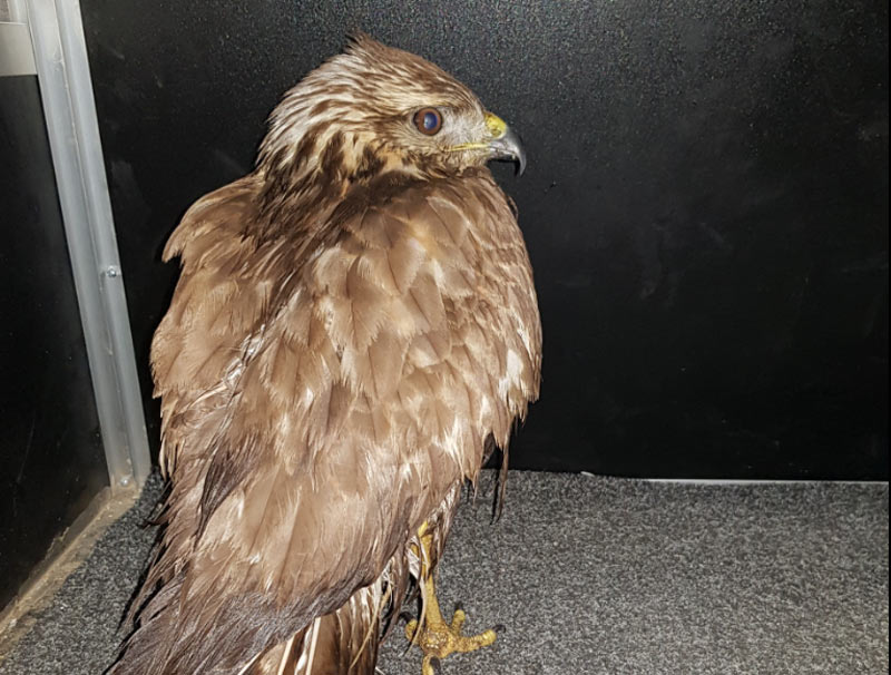 Κ.Σ. Νάξου : Διάσωση αρπακτικού