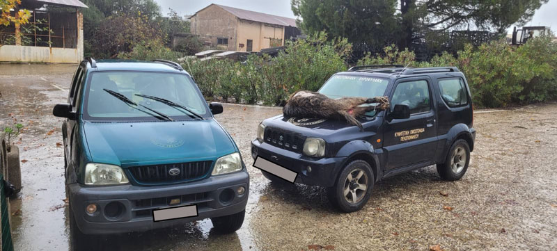 Θηροφυλακή Γ' ΚΟΠ : Σύλληψη για νυχτερινή λαθροθηρία αγριόχοιρου στη Λαμπεία Ηλείας