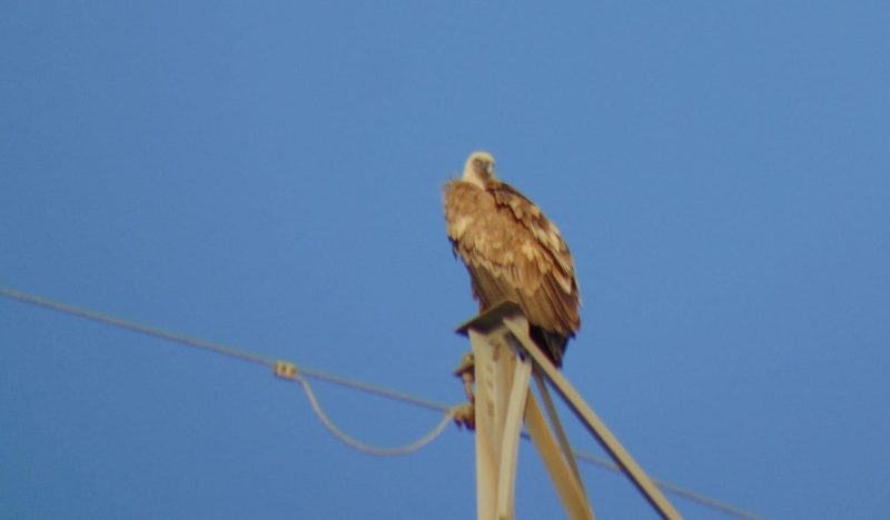 Τριχωνίδα : Γύπας καθηλωμένος σε πυλώνα υψηλής τάσης επί τέσσερις ημέρες