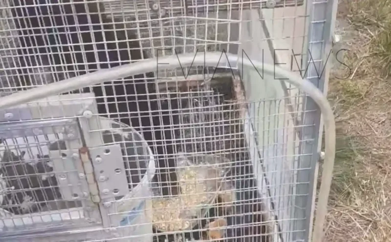 Εύβοια : Αγριογούρουνο μπούκαρε...σε κοτέτσι