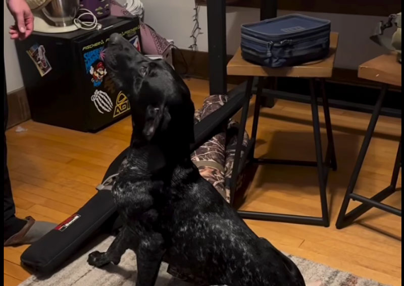 Κούρτσχααρ "τρελαίνεται" στην θέα του κυνηγετικού όπλου