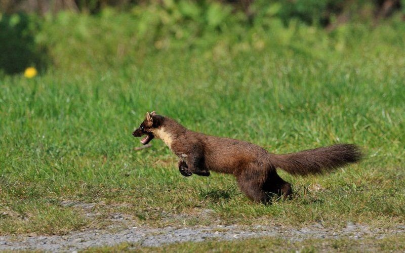 Κουνάβι στην κεντρική πλατεία του Πύργου...VIDEO