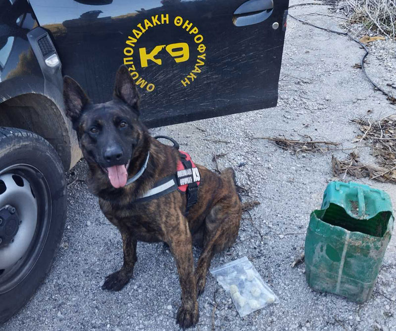 Φόλες εντόπισε ο σκύλος της Γ' ΚΟΠ στους Φούρνους Ερμιονίδας