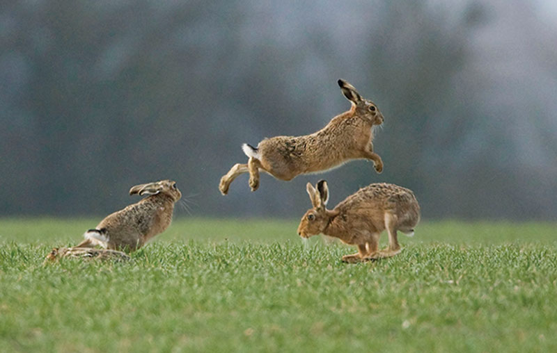 Λαγο...κουβέντες : Μπερδεμένοι ντοροί. Πρόβλημα ή ευκαιρία;