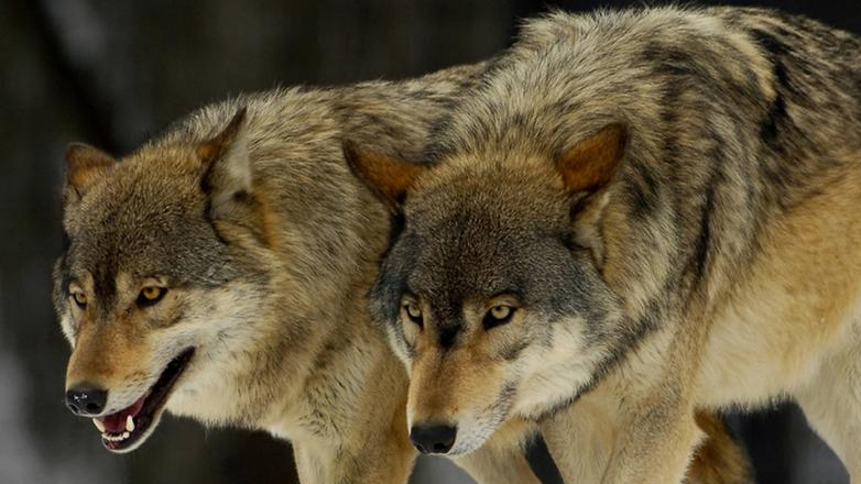 Επιδρομή λύκων στον Σχίνο Λουτρακίου ...VIDEO
