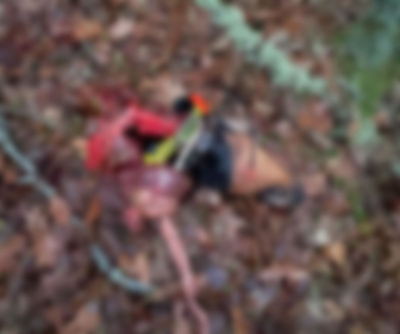 Θανατηφόρα επίθεση λύκων σε λαγόσκυλο στον Παραπόταμο Σερρών