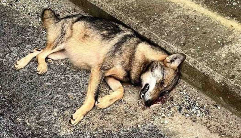 Τροχαίο με λύκο στον Πολύσιτο Ξάνθης