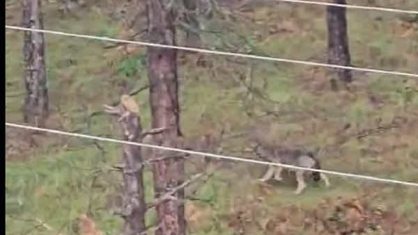 Γρεβενά : Λύκος βολτάρει στη σχολή αστυφυλάκων ....VIDEO