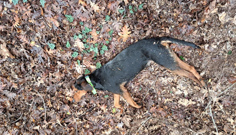 Θανατηφόρα επίθεση λύκων σε λαγόσκυλο στο Ανάβρυτο Κιλκίς