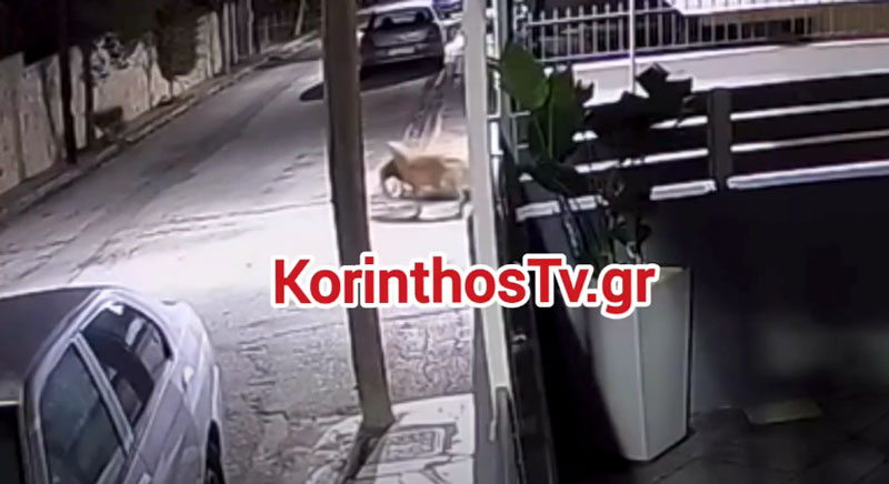 Απίστευτο video : Λύκος κυκλοφορεί στα στενά της Περιχώρας με μια γάτα στο στόμα