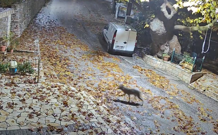 Ορεινή Τριχωνίδα : Λύκος ψάχνει για σκύλους και γάτες μέσα στο χωριό …VIDEO