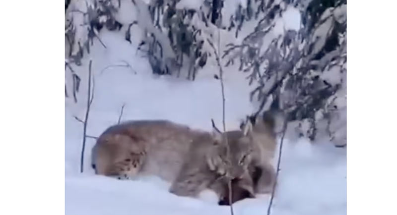 Φακός καταγράφει επίθεση λύγκα σε αλεπού....VIDEO