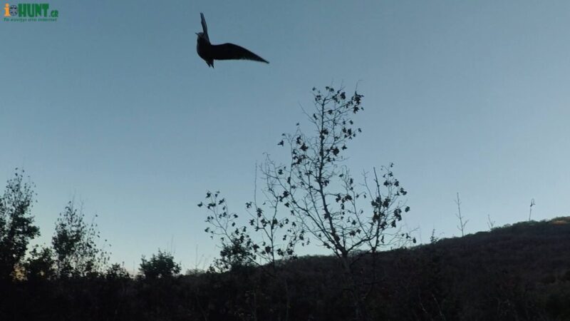 "Εβρεξε" διοκητικά πρόστιμα στην Ηπειρο, για καρτέρι μπεκάτσας και όχι μόνο