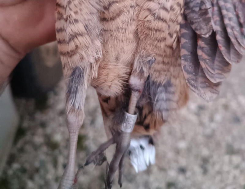 Θηρεύτηκε δακτυλιωμένη μπεκάτσα στο Ξερόμερο Αιτωλ/νίας