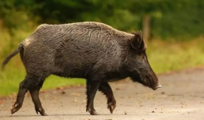 «Μετωπικές»… με αγριογούρουνα σε δρόμους στο Πήλιο