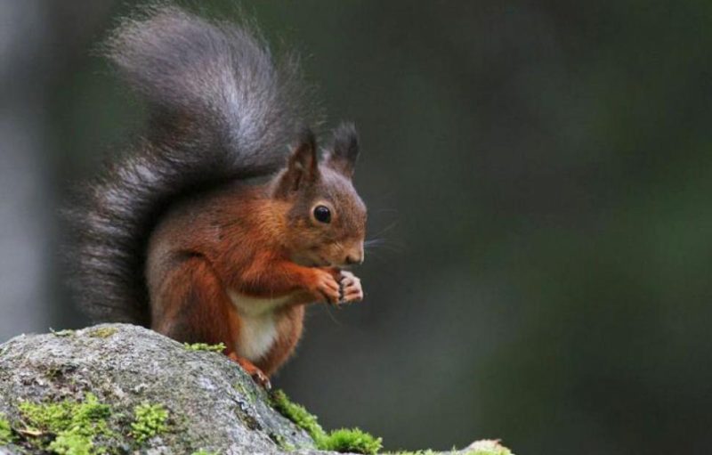 Οι σκίουροι μετατράπηκαν σε αρπακτικά ζώα