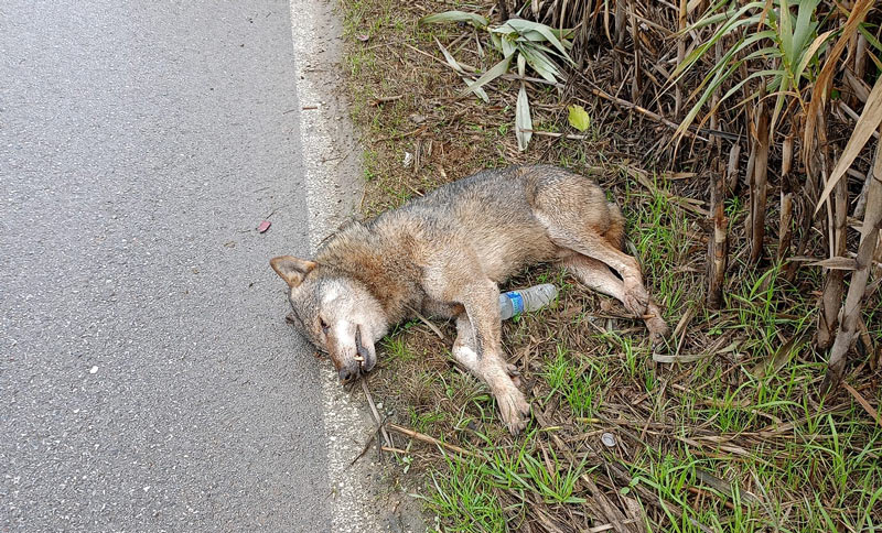 Τροχαίο με λύκο στο Βελεστίνο