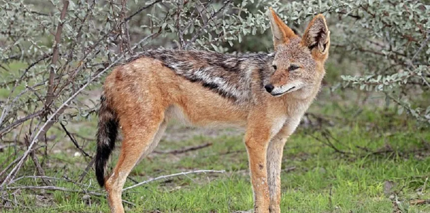 Στα ορεινά της Πάτρας και στη Δυτική Αχαΐα: Κόβουν «βόλτες» τα τσακάλια!