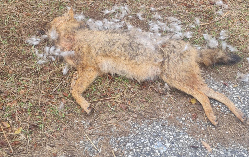 Τροχαίο με τσακάλι στο Πετρίτσι Σερρών