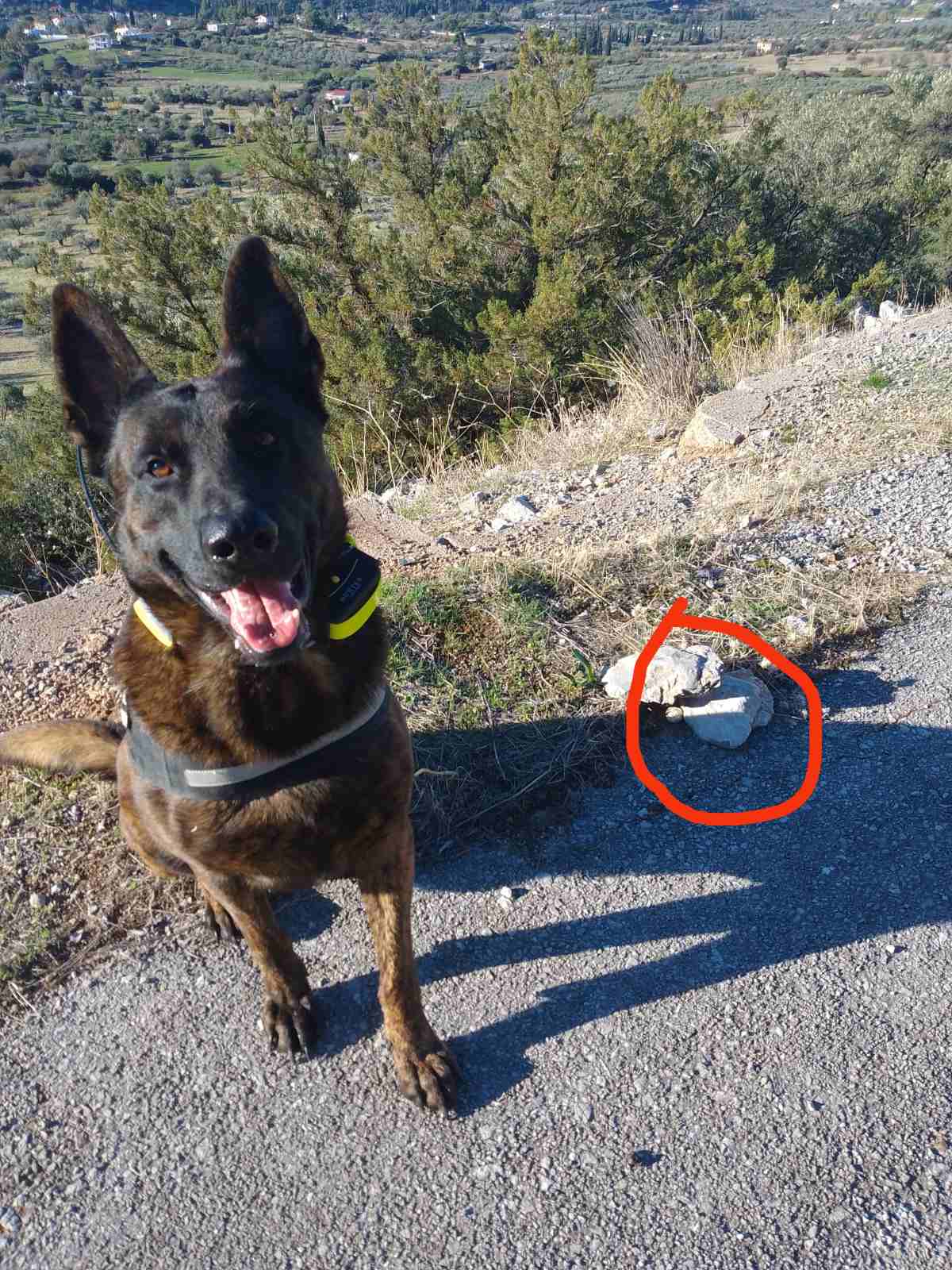 Φόλες εντόπισε ο σκύλος της Γ' ΚΟΠ στους Φούρνους Ερμιονίδας