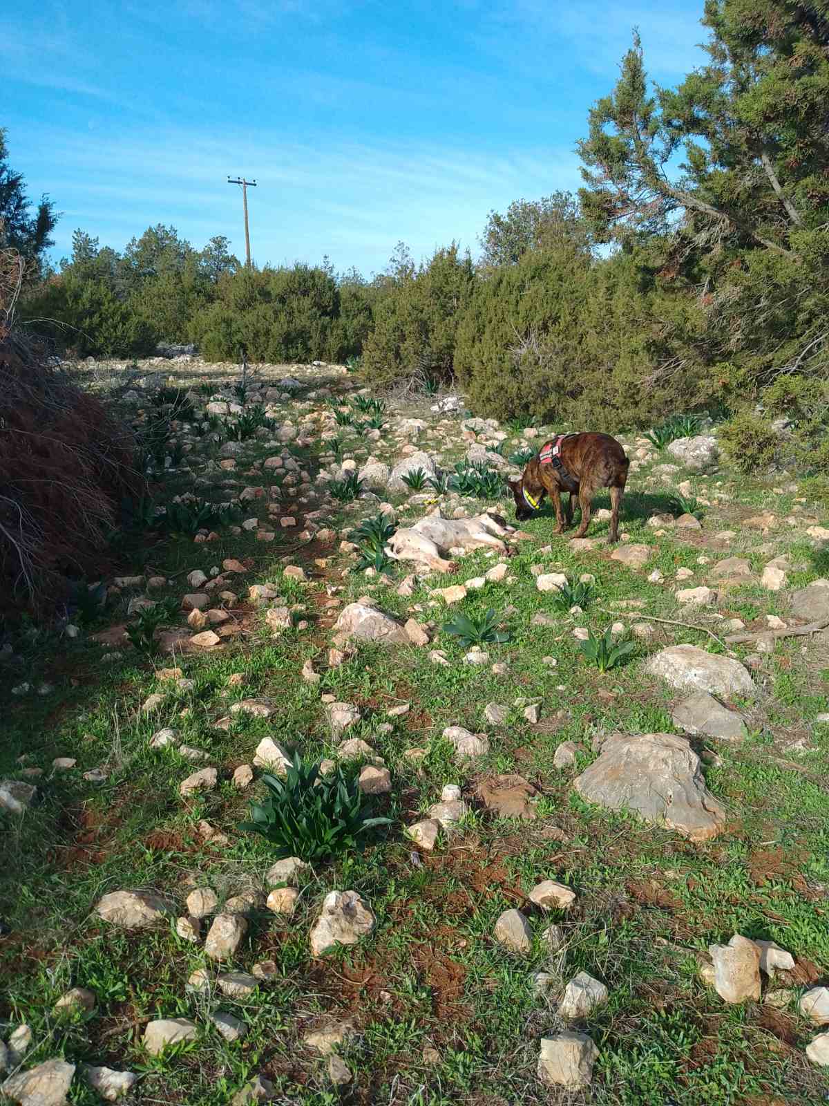 Νέο κρούσμα δηλητηριασμένων δολωμάτων στο Κρανίδι