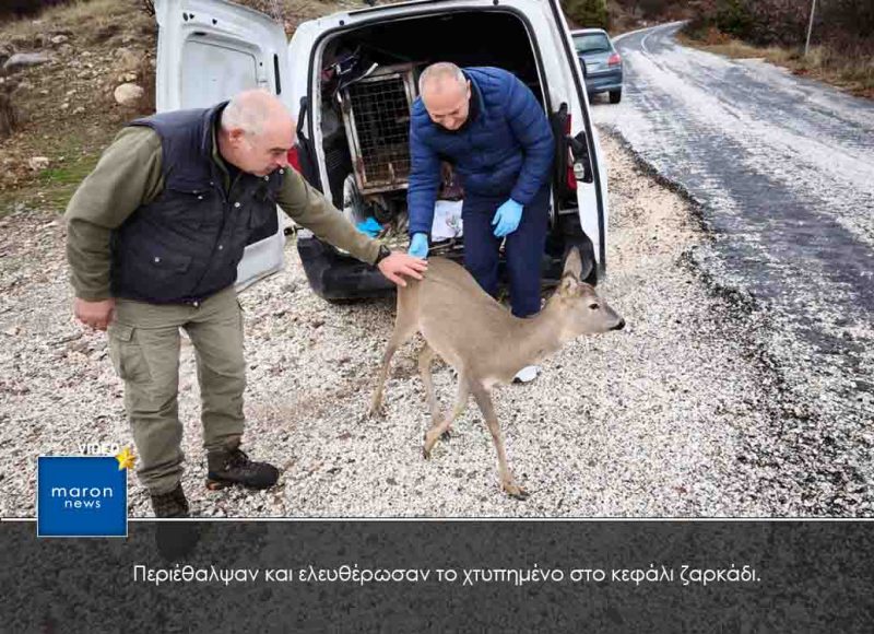 Περιέθαλψαν και ελευθέρωσαν το χτυπημένο στο κεφάλι ζαρκάδι