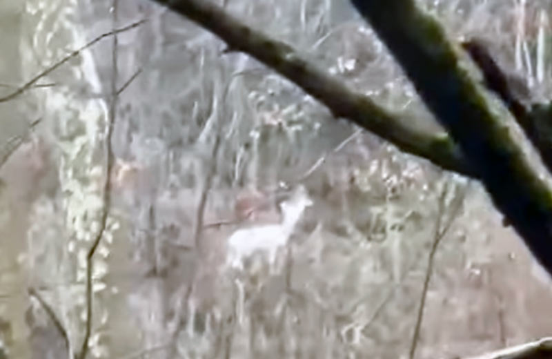 Ένα λευκό ζαρκάδι στο Βέρμιο....VIDEO