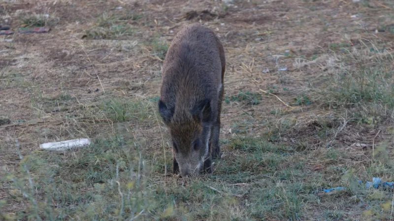 Αγριογούρουνα ξεθάβουν τους νεκρούς στη Λευκάδα