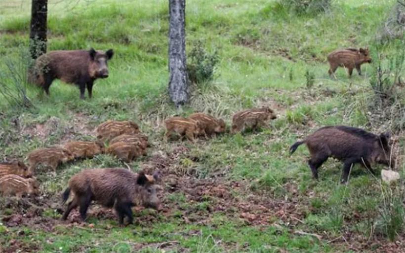 Κήρυξαν «πόλεμο» στα αγριογούρουνα οι κυνηγοί του Αλμυρού