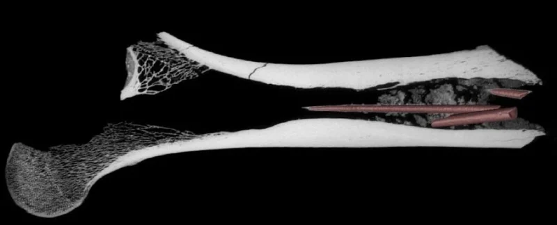 Αρχαιολόγοι βρήκαν το παλαιότερο δηλητήριο σε βέλος