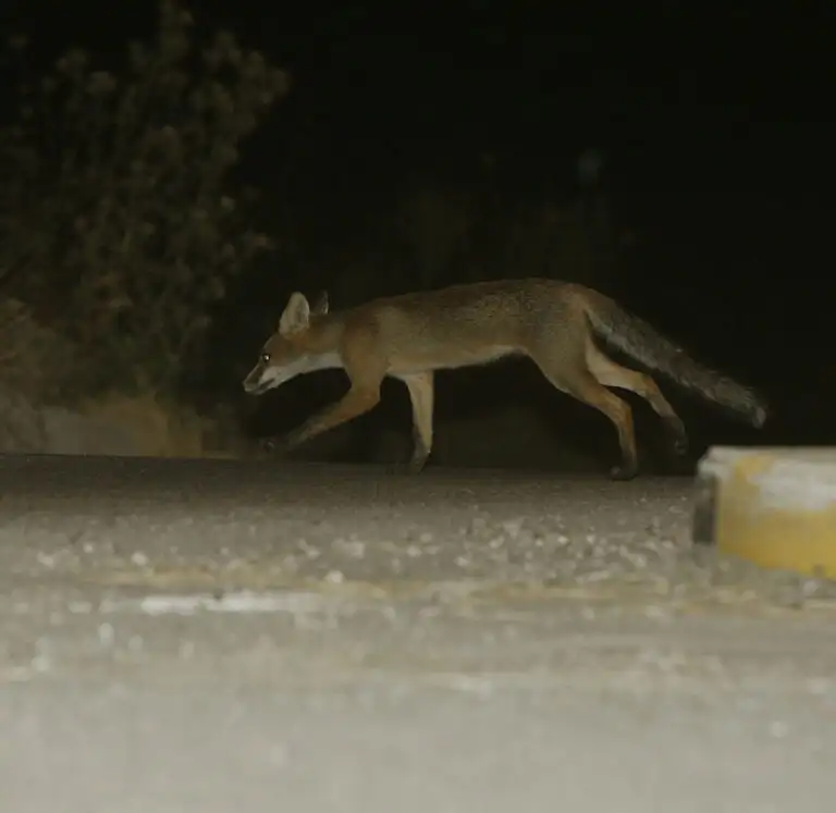 Αλεπού σε γήπεδο