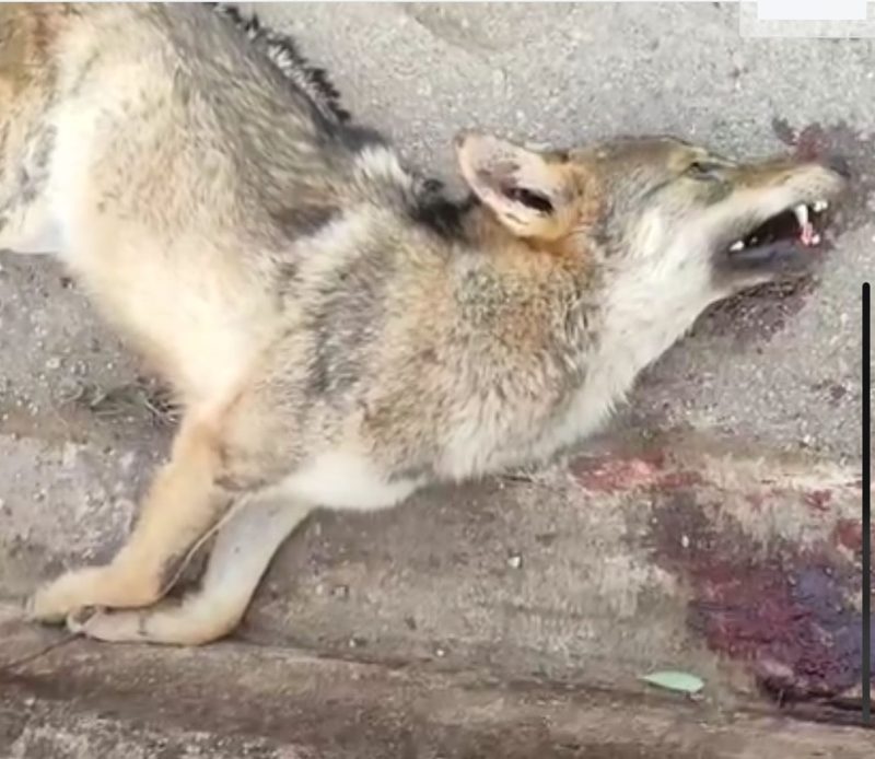 Τροχαίο με λύκο λίγο έξω από την Ιτέα