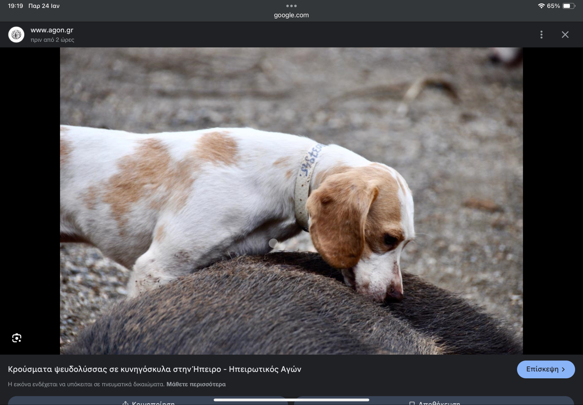 Κρούσματα ψευδολύσσας σε γουρουνόσκυλα στην Ήπειρο