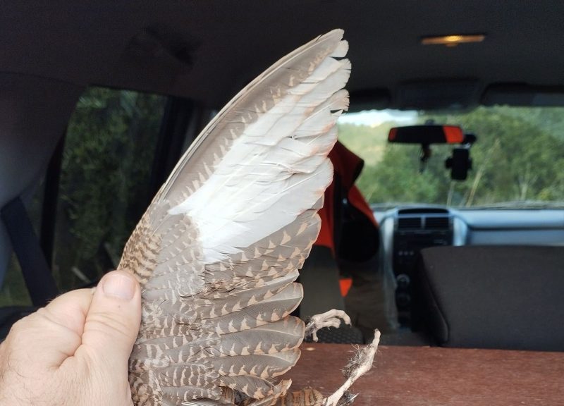 Κέρκυρα : Θηρεύτηκε μπεκάτσα με λευκά φτερά και μικρή μύτη