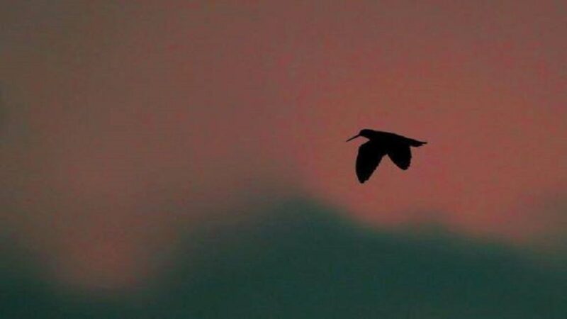 Ε’ ΚΟΗ : Διοικητικά πρόστιμα για καρτέρι μπεκάτσας, παράνομη θήρα λαγού και θήρα χωρίς άδεια