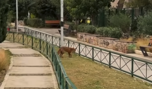 Αλεπού βολτάρει στα Πολυκλαδικά Λύκεια Ηλιούπολης...VIDEO