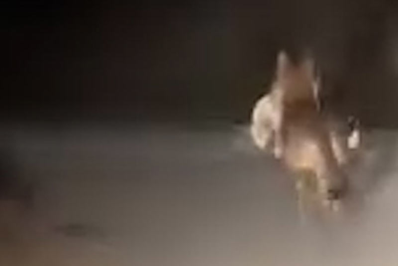 Λύκος στους Σοφάδες με σκυλάκι στο στόμα του...VIDEO