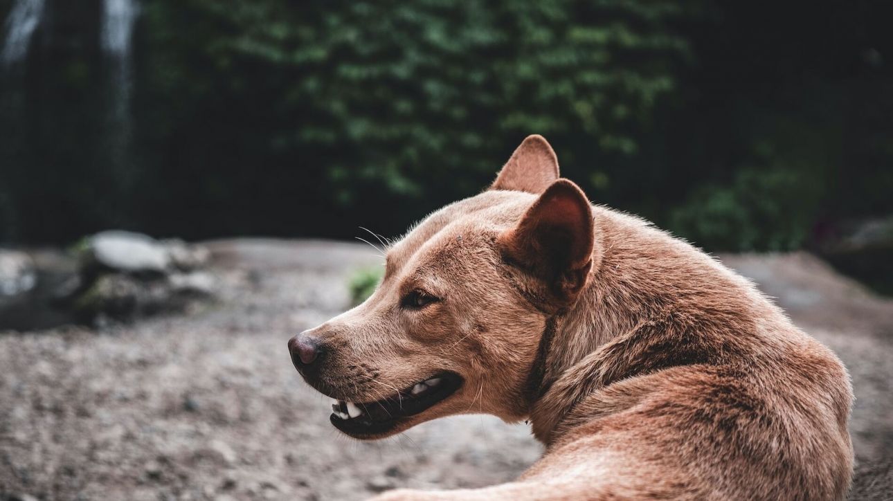 ΗΠΑ: 8χρονος κατασπαράχθηκε από δύο σκυλιά την ώρα που έκανε ποδήλατο στη γειτονιά του