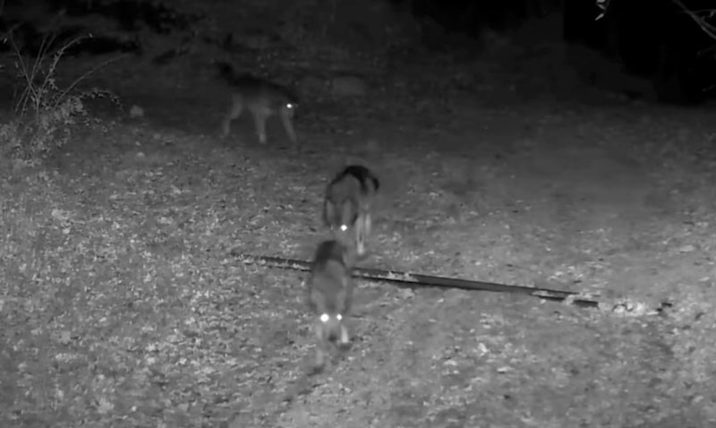 Κάμερα καταγράφει αγέλη έντεκα λύκων στην Καστοριά...VIDEO