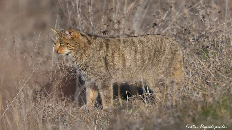 Το μόνο άγριο αιλουροειδές στην Ελλάδα φωτογραφίζεται στη Λίμνη Κερκίνη