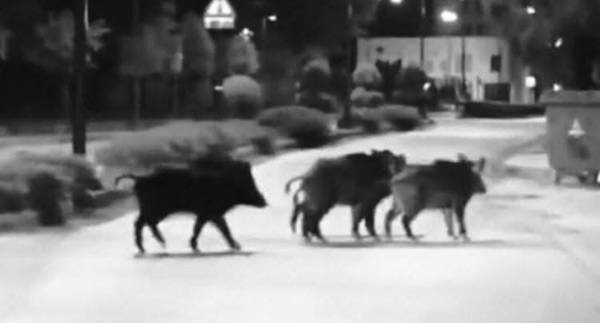 Αγριογούρουνα σε δρόμους στον Άγιο Σίλα και στον Σταυρό Αμυγδαλεώνα