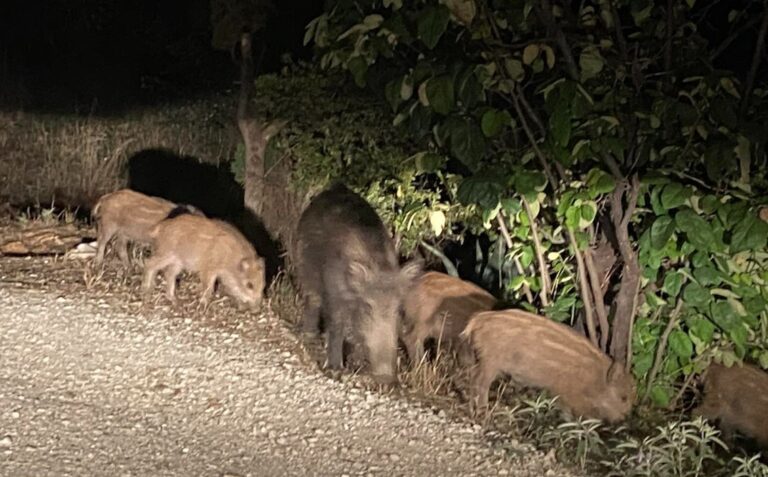 Υπερπληθυσμός αγριόχοιρων : Επιστολή του δήμαρχου Νεάπολης-Συκεών στον πρωθυπουργό