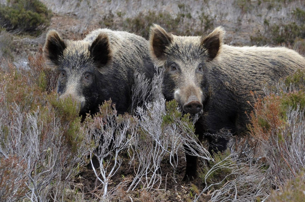 Κ.Σ. Ελασσόνας : Σύσκεψη στην Τσαριτσάνη για τις καταστροφές από τα αγριογούρουνα
