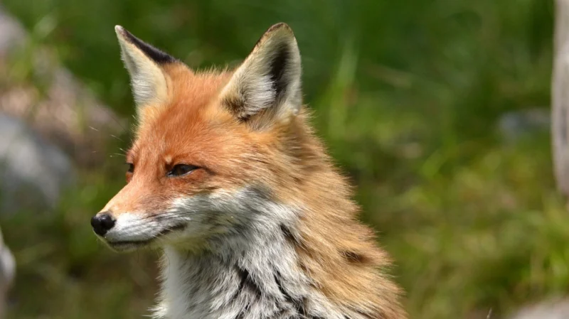 Αλεπούδες εμφανίστηκαν στο νοσοκομείο και στο λιμάνι της Κορίνθου....VIDEO