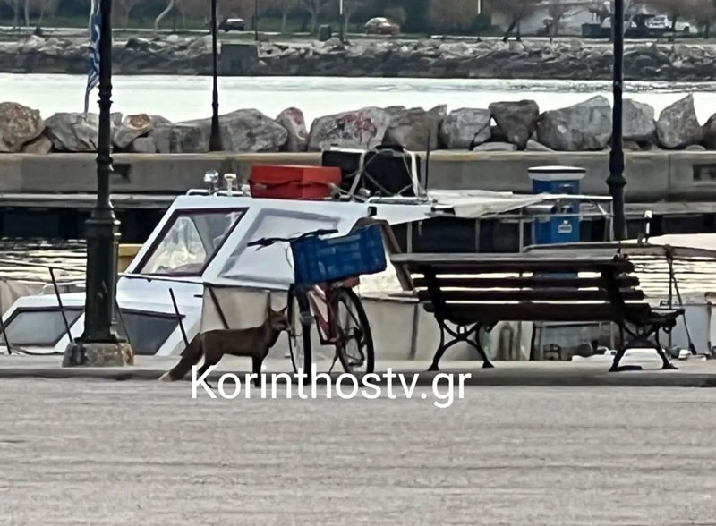 Αλεπού έκανε βόλτες στο λιμάνι της Κορίνθου...VIDEO