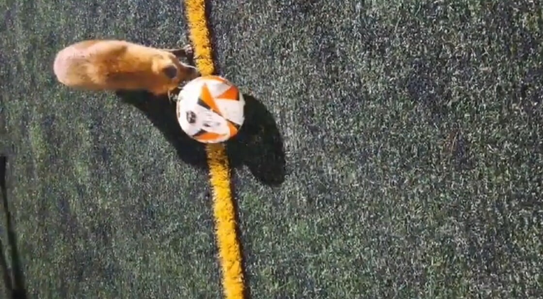 Αλεπού παίζει μπάλα στο γήπεδο του Ρίο....VIDEO